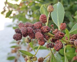   Fruits:   Conocarpus erectus ; Photo by J. St. John, commons.wikimedia.org
